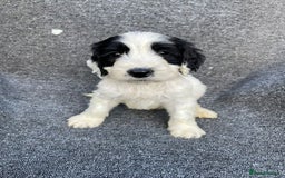 Cockapoo dogs for sale: Adorable Cockerpoo Puppies Ready - Image 8