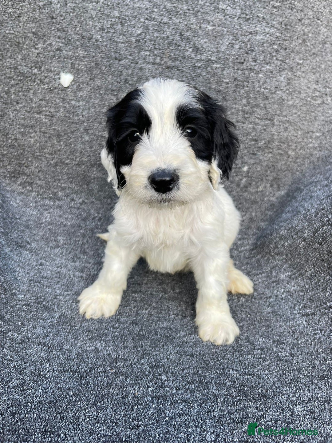 Cockapoo dogs for sale: Adorable Cockerpoo Puppies Ready - Image 8