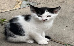Domestic Shorthair cats for sale: 4 kittens for sale - Image 8