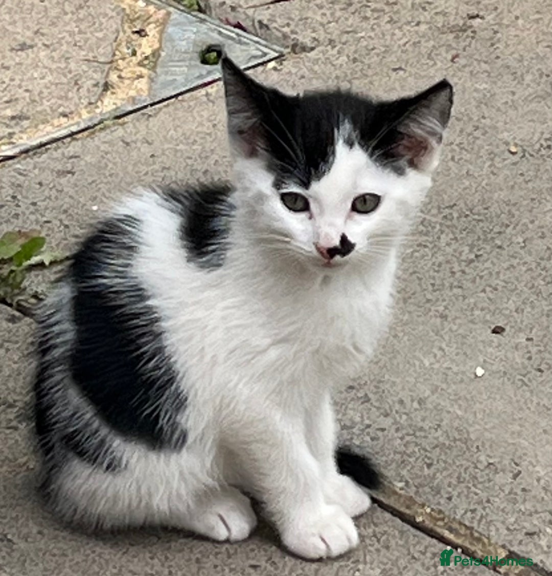 Domestic Shorthair cats for sale: 4 kittens for sale - Image 8