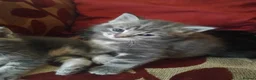 Mixed Breed cats for sale: 5 week old beautiful fluffy babies.  - Advert 3
