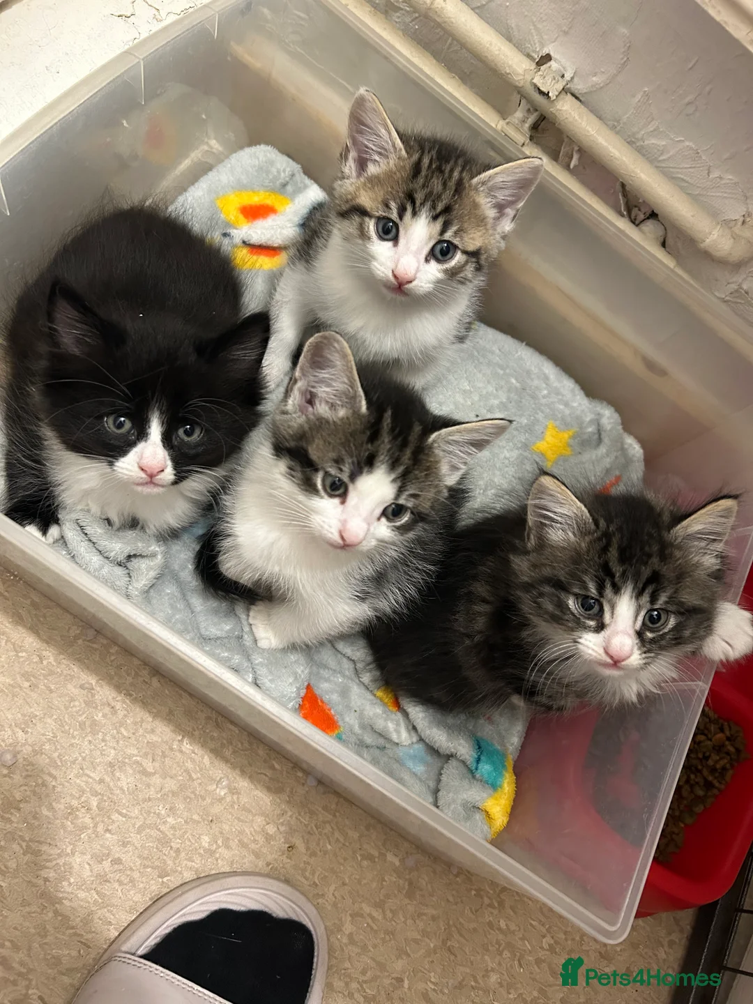 Perdoll cats for sale: Beautiful perdoll babies ❤️ - Advert 3