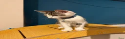 Mixed Breed cats for sale: Norwegian Forest X Ragdoll  - Advert 6
