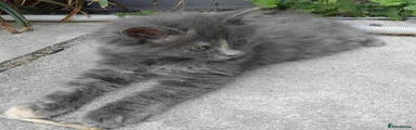 Maine Coon Kitten 3