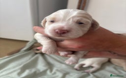 Cocker Spaniel dogs for sale: Cocker spaniel puppies  - Image 5