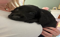 Cocker Spaniel dogs for sale: Beautiful Cocker Spaniel Puppies - Image 34