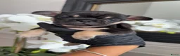 French Bulldog dogs for sale: Beautiful French Bulldog Puppies - Advert 14