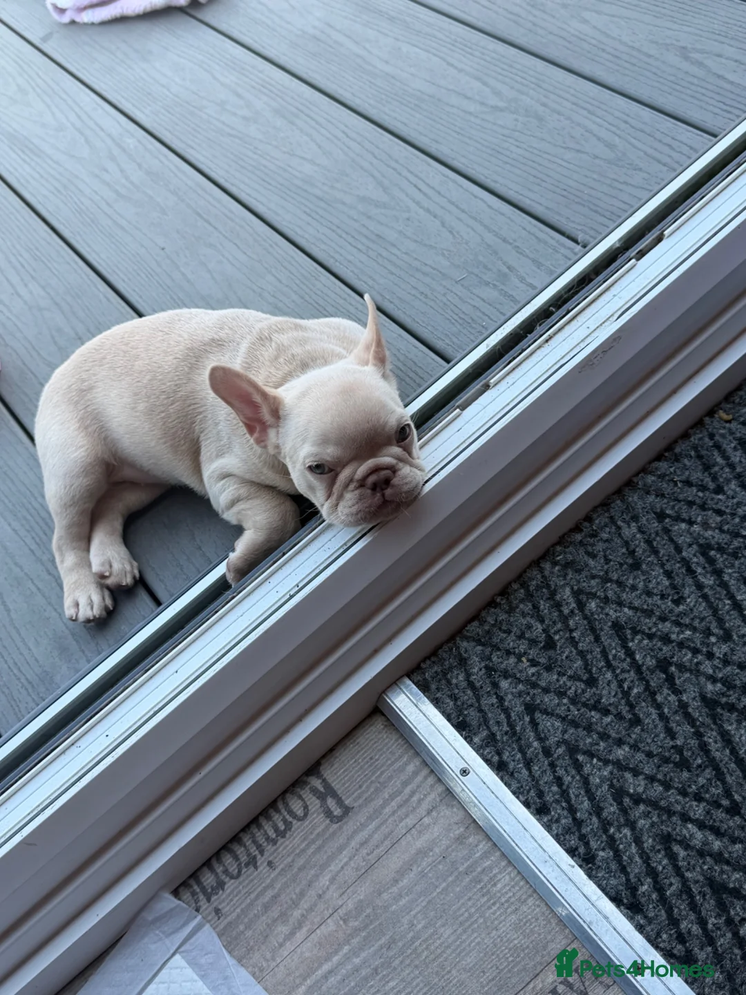 French Bulldog dogs for sale: Cream French bulldog girl  - Advert 5