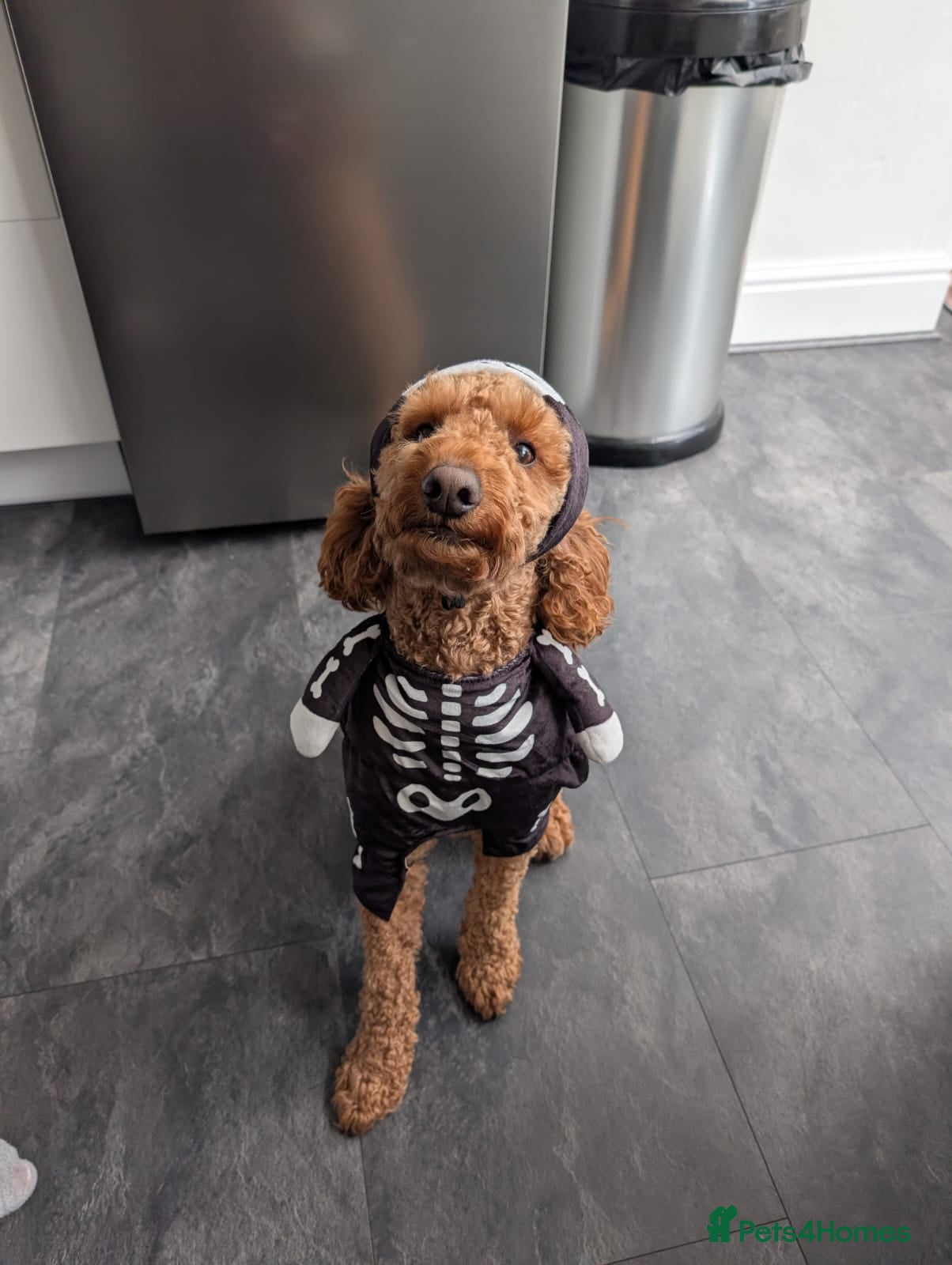 Cockapoo dogs Red cockapoo looking for a 5* home - Advert 6