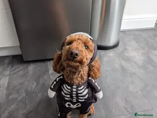 Cockapoo dogs Red cockapoo looking for a 5* home - Advert 6