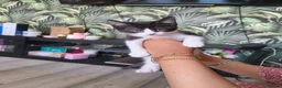 Mixed Breed cats for sale: 4 Well Trained & Healthy Kittens For New Home - Advert 7
