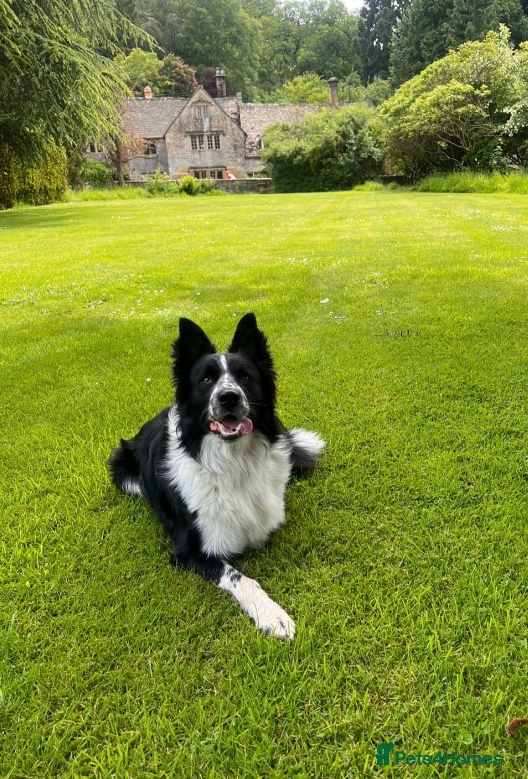 Border Collie dogs for stud: BORDER COllIE for STUD  - Advert 1