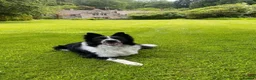 Border Collie dogs for stud: BORDER COllIE for STUD  in Cheltenham - Advert 1