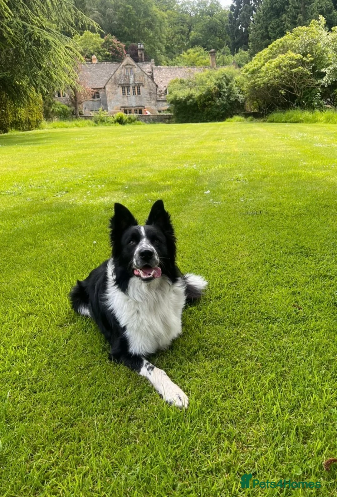 Border Collie dogs for stud: BORDER COllIE for STUD  in Cheltenham - Advert 1