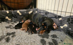 Miniature Dachshund dogs for sale: X2 miniature Dachshunds - Image 5