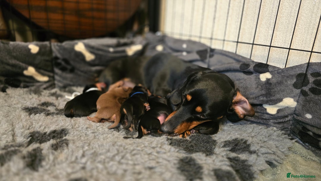 Miniature Dachshund dogs for sale: X2 miniature Dachshunds - Image 5