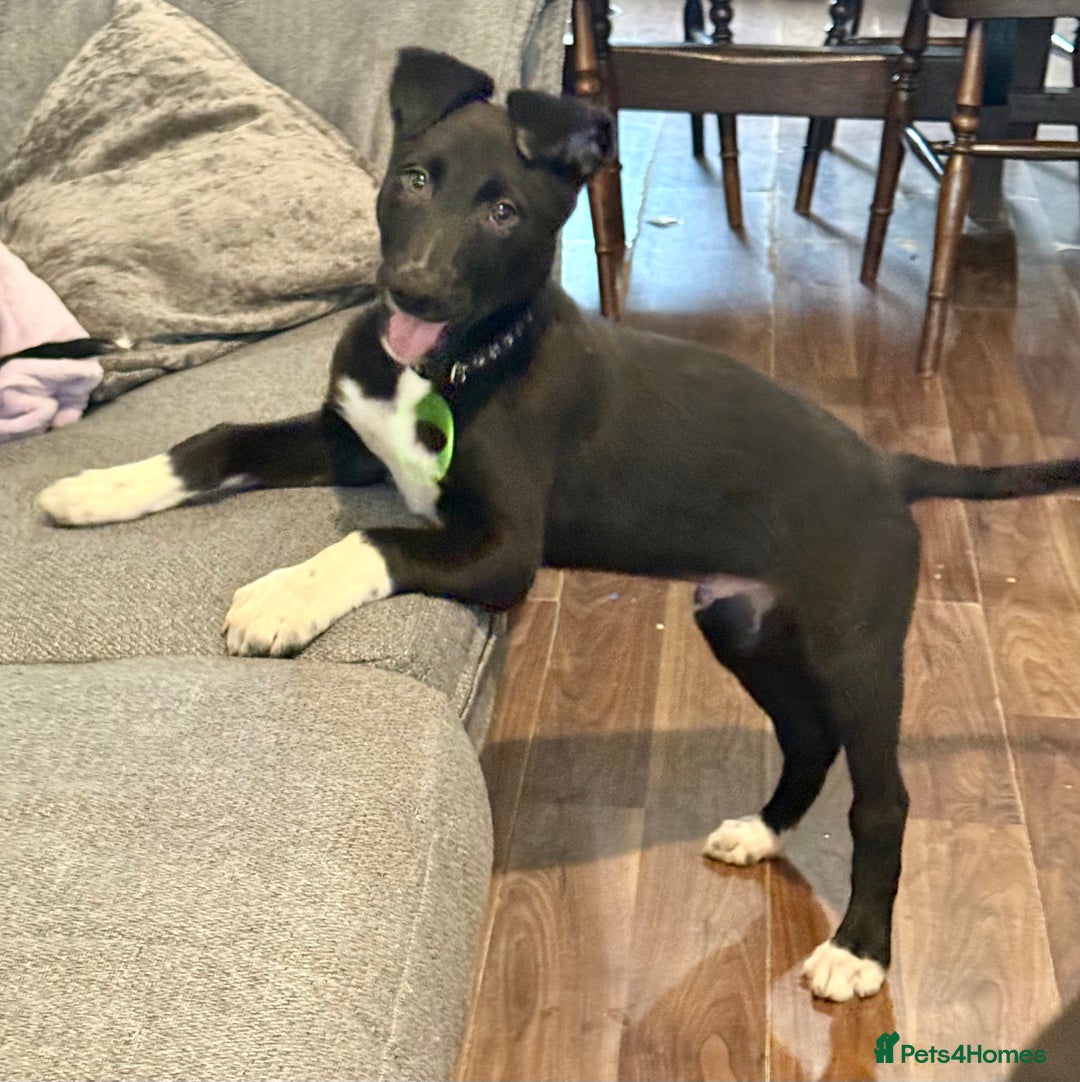 Lurcher dogs for sale: 2 LEFT!!! First cross Border collie x Greyhound - Advert 1