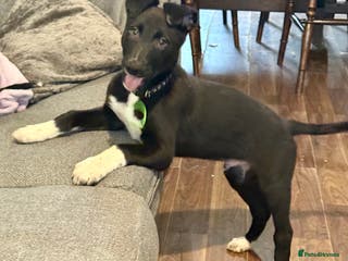 Lurcher dogs 2 LEFT!!! First cross Border collie x Greyhound - Advert 3