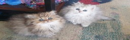 Persian cats for stud: ❤️PKD Clear Pedigree Chinchilla Persian Stud❤️ in Preston - Advert 18
