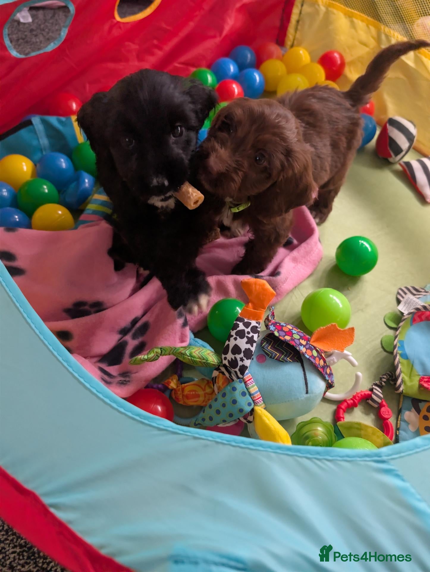 Cockapoo dogs Cockerpoo puppies  - Advert 2