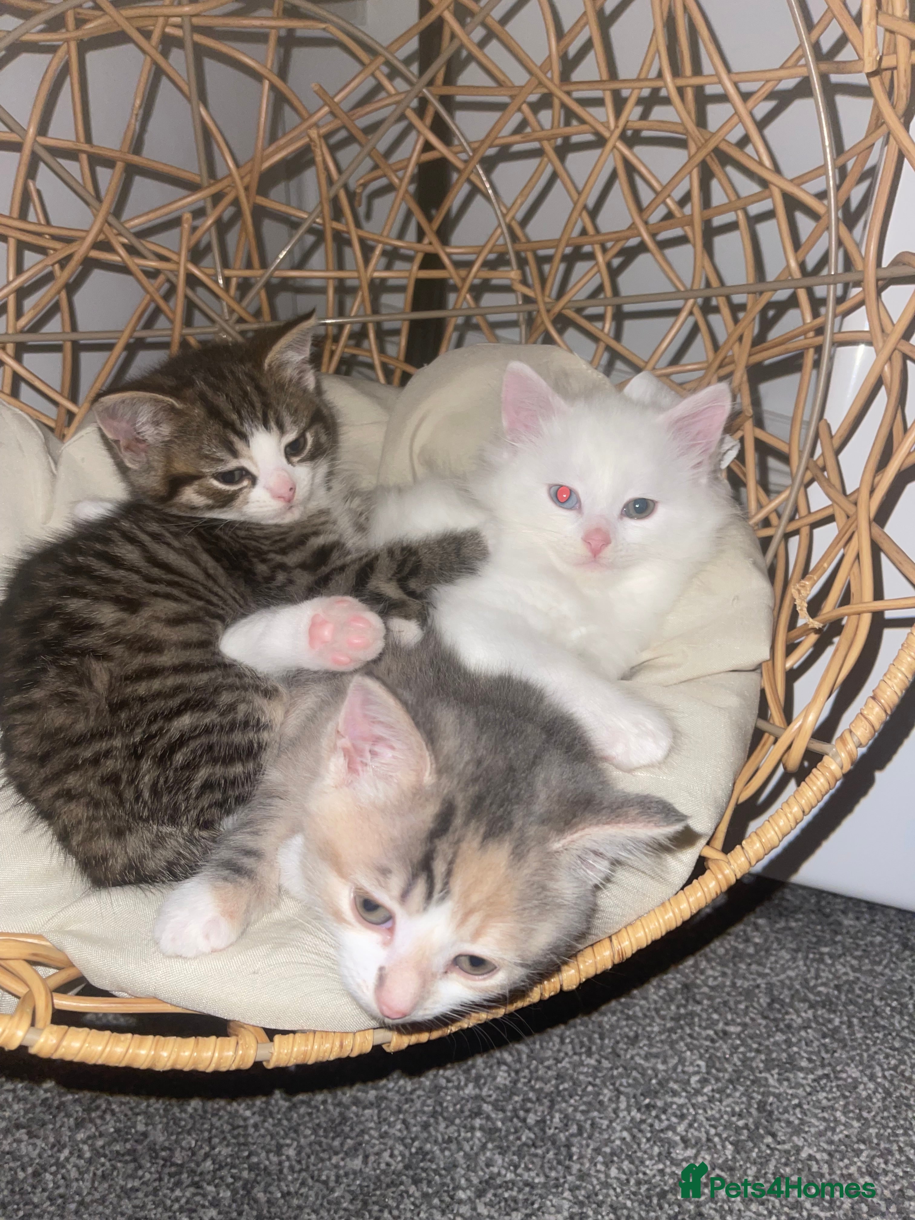 Turkish Angora cats Beautiful Turkish angora kittens.  - Advert 1