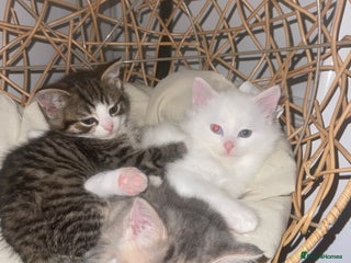 Turkish Angora cats Beautiful Turkish angora kittens. - Advert 1