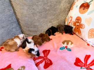 Guinea Pig rodents 7 Beautiful Baby Guinea Pigs - Girls & Boys - Advert 3