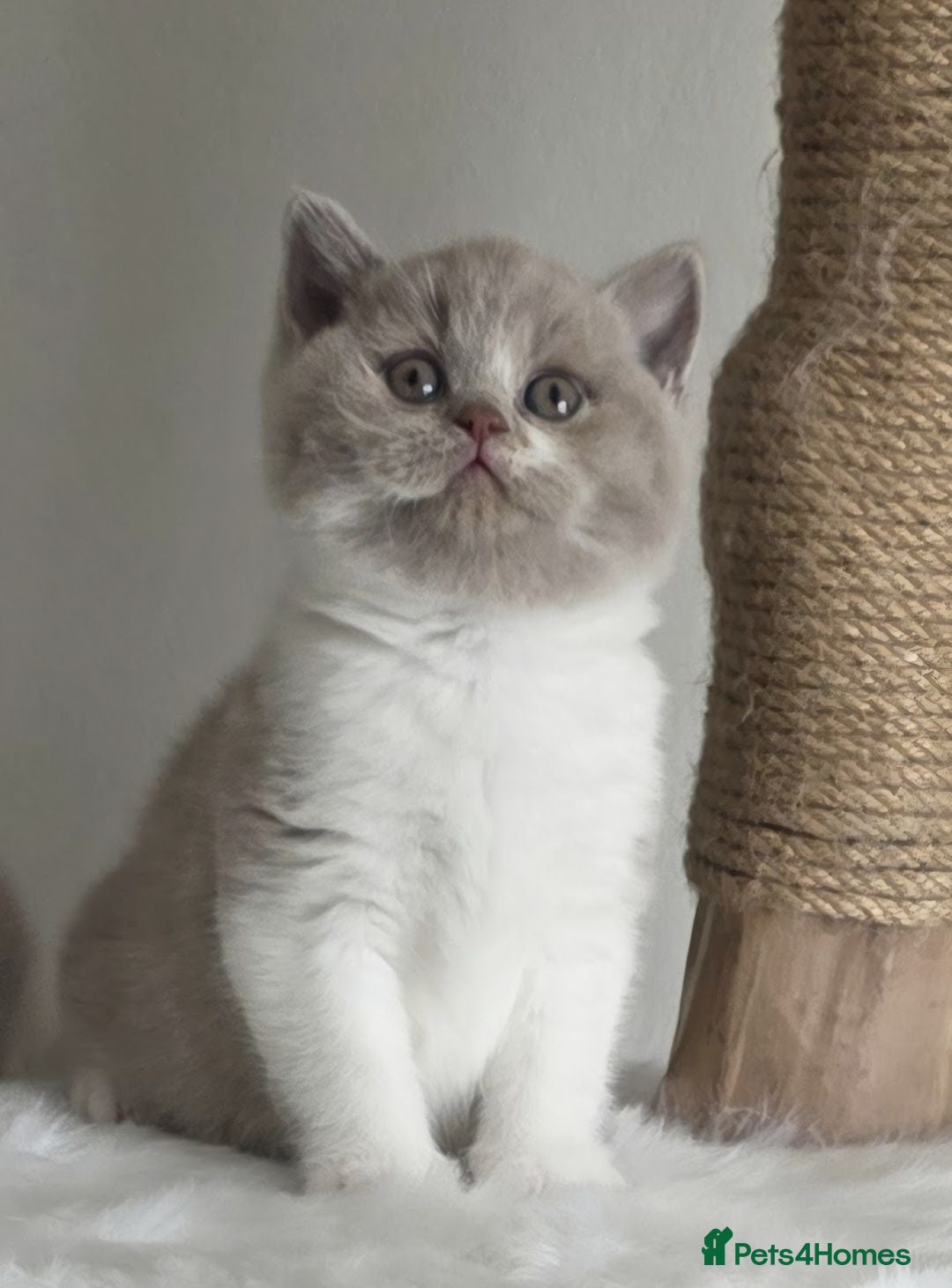 British Shorthair cats Exceptional Champion🏆 British longhair kitten - Advert 2