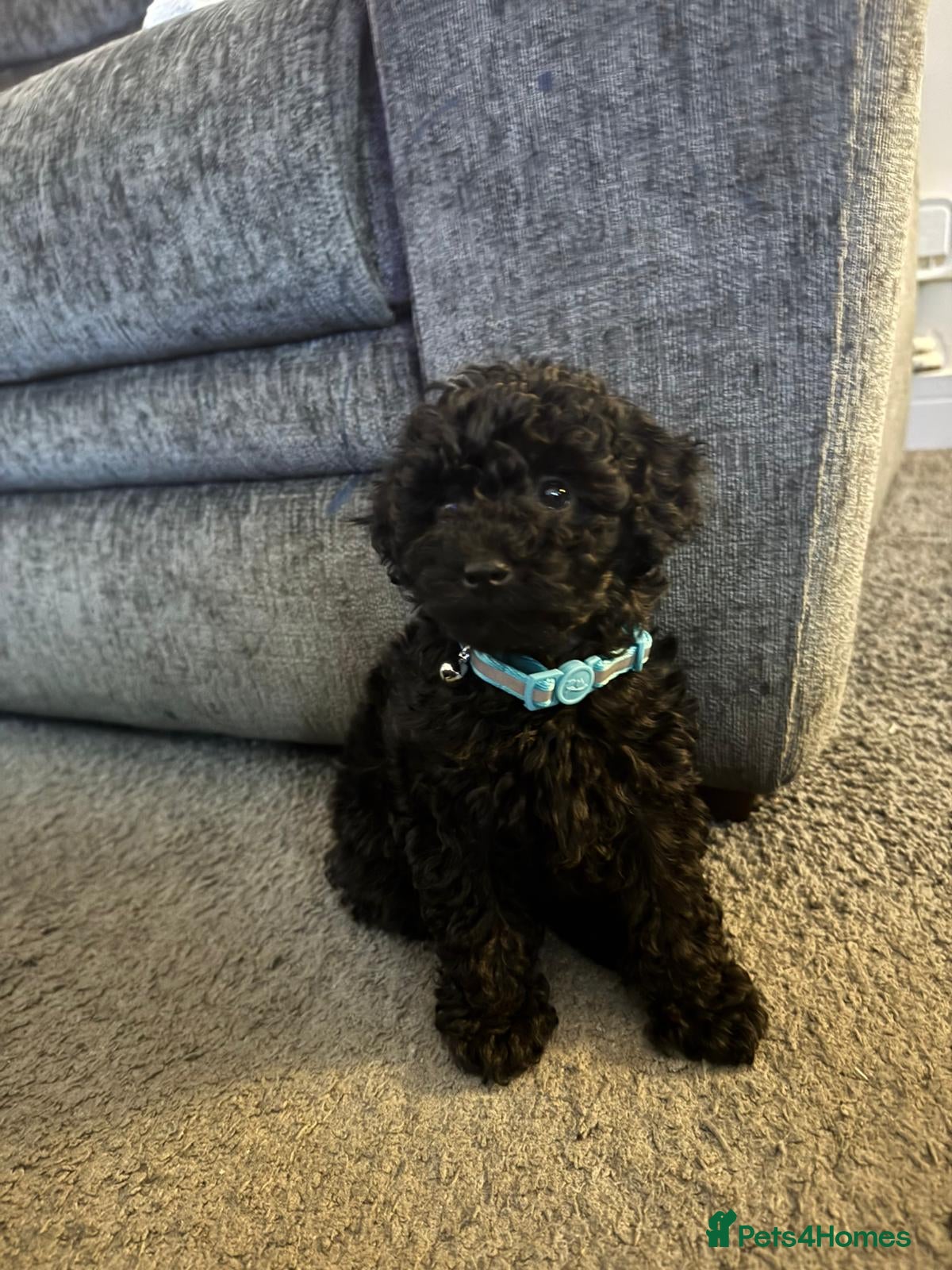 Toy Poodle dogs Toy poodle babies - Advert 12