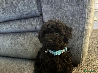 Toy Poodle dogs Toy poodle babies - Advert 17