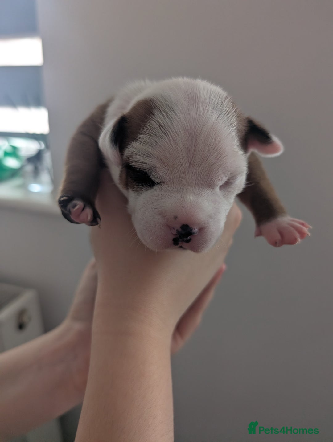 Staffordshire Bull Terrier dogs for sale: Red Staffordshire bull terrier pups  - Image 7
