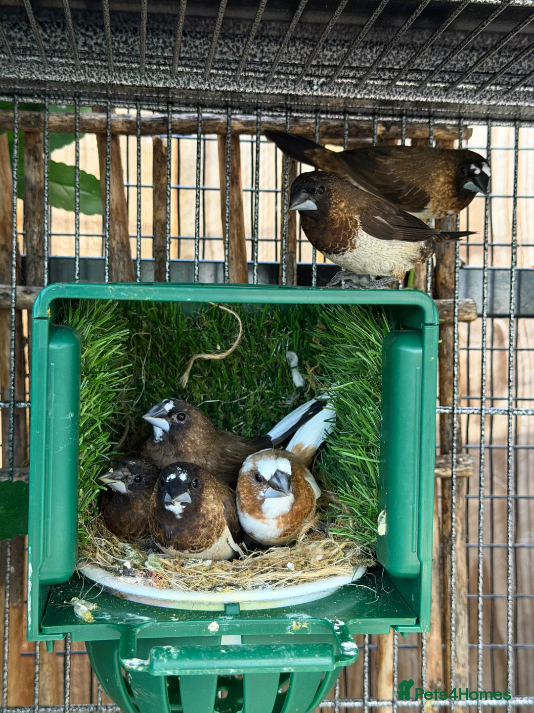 Finches birds for sale: 6 Bengalese / Society Finches–Mixed Sexes £40/£60 - Advert 1