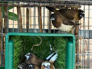 Finches birds 6 Bengalese / Society Finches–Mixed Sexes £40/£60 - Advert 11