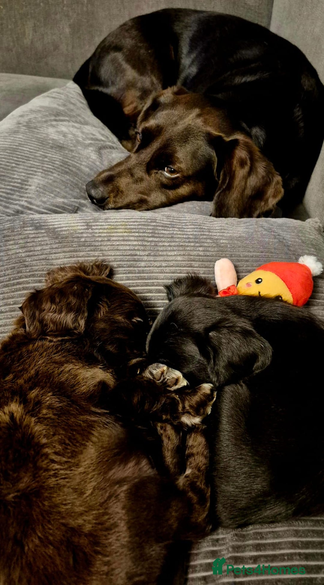 Bocker dogs for sale: Cocker spaniel X bocker pups for sale  - Advert 6