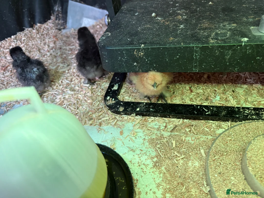 Chickens poultry for sale: Silky chicks - Advert 5