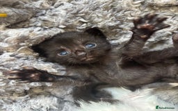 Mixed Breed cats for sale: 5 kittens will be looking for a forever home - Image 11