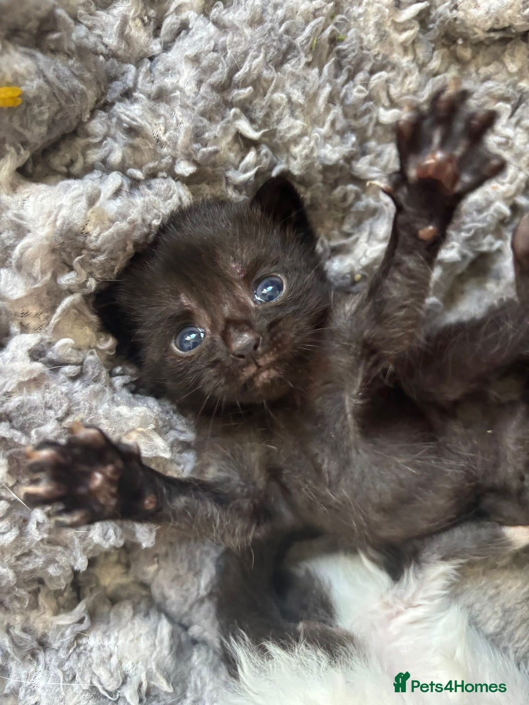 Mixed Breed cats for sale: 5 kittens will be looking for a forever home - Image 11