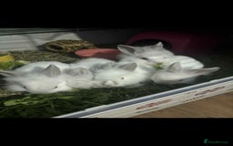 Lionhead rabbits for sale: 8 week old lionhead rabbits - Advert 2