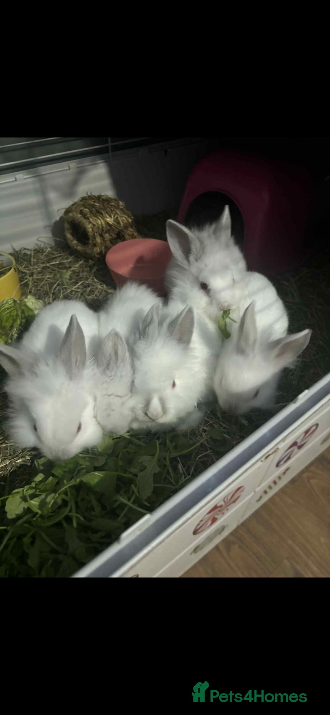 Lionhead rabbits for sale: 8 week old lionhead rabbits - Advert 2