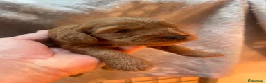 Cockapoo 6