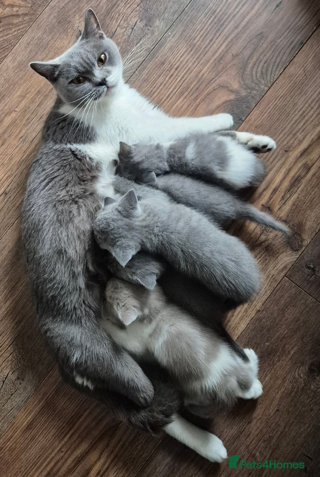 British Shorthair cats for sale: Absolute darling BSH kits GCCF Reg Fantastic type - Image 15