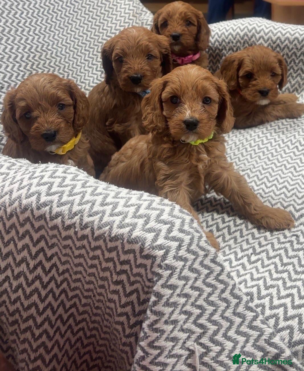 Cavapoo dogs Stunning litter of cavapoo puppies - Advert 4