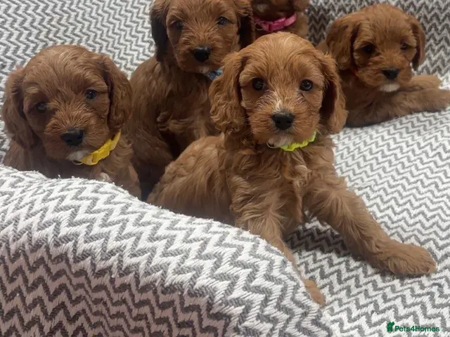 Cavapoo dogs for sale: Stunning litter of cavapoo puppies - Advert 2