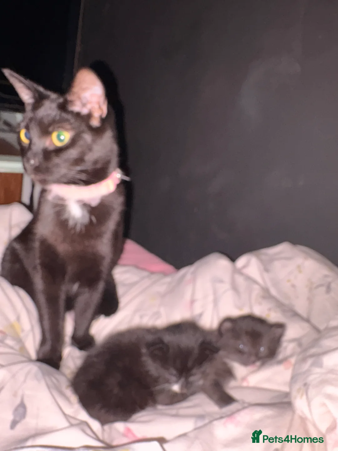Mixed Breed cats for sale: Kitten - Advert 2