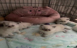 Persian cats for sale: Color point Persian kittens - Image 6