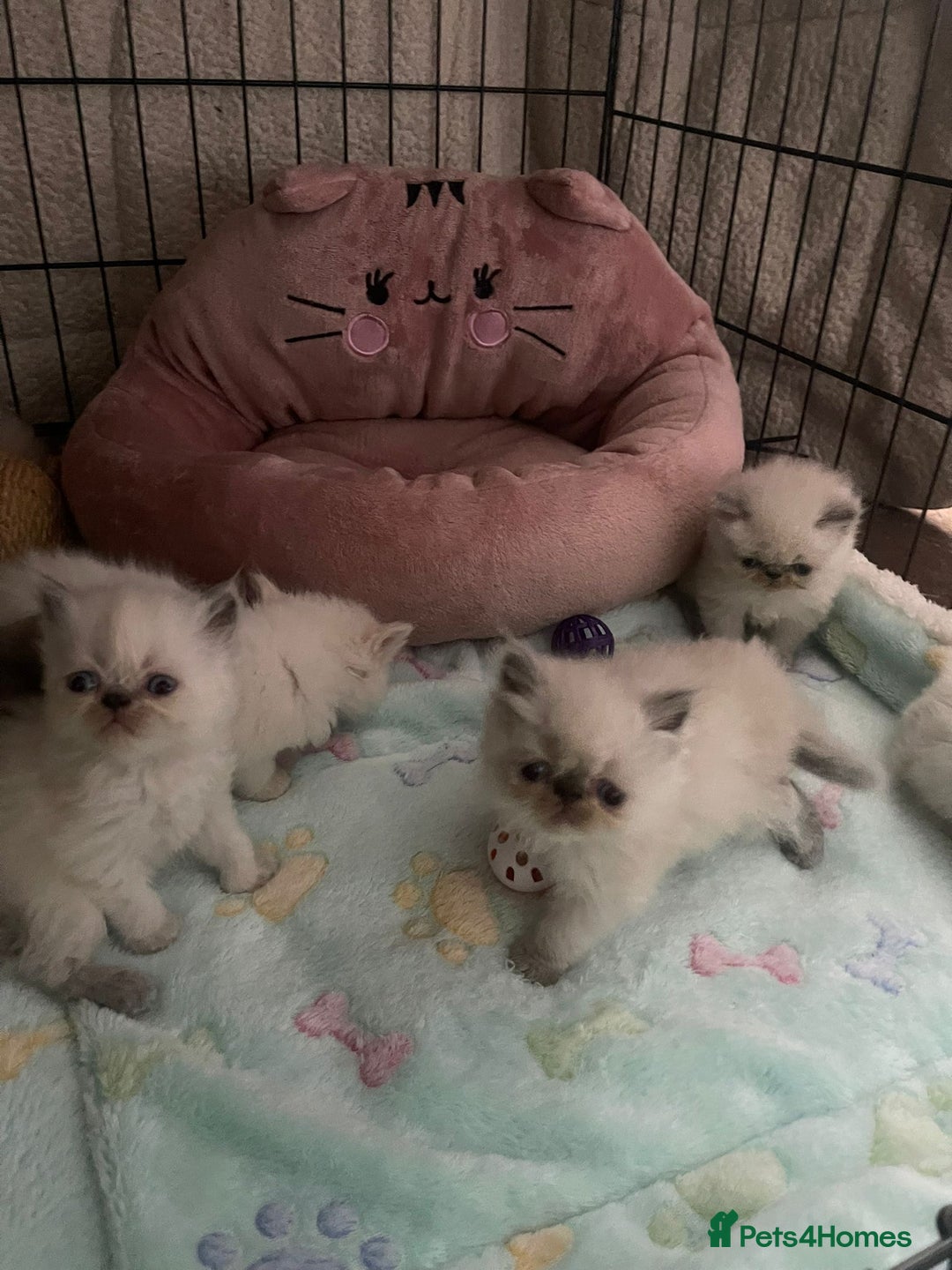 Persian cats for sale: Color point Persian kittens - Image 6