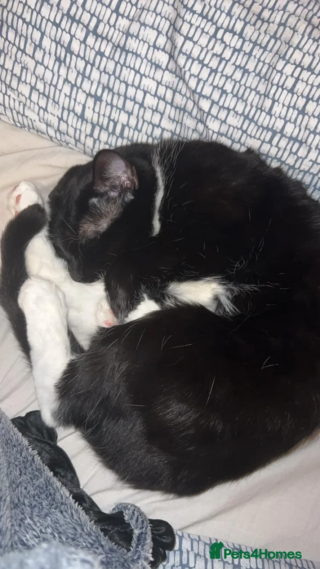Mixed Breed cats for adoption: Minette (House/Indoor Cat) 🐈‍⬛🖤 - Advert 4