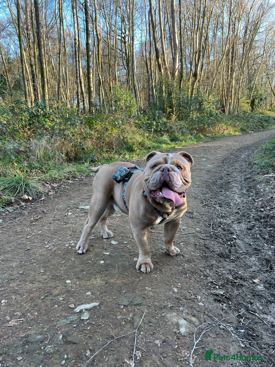 Mixed Breed dogs for sale: Odie - Olde english bulldog  - Advert 4
