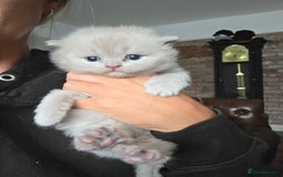 British Shorthair cats for sale: READY Pedigree British shorthair  - Image 10