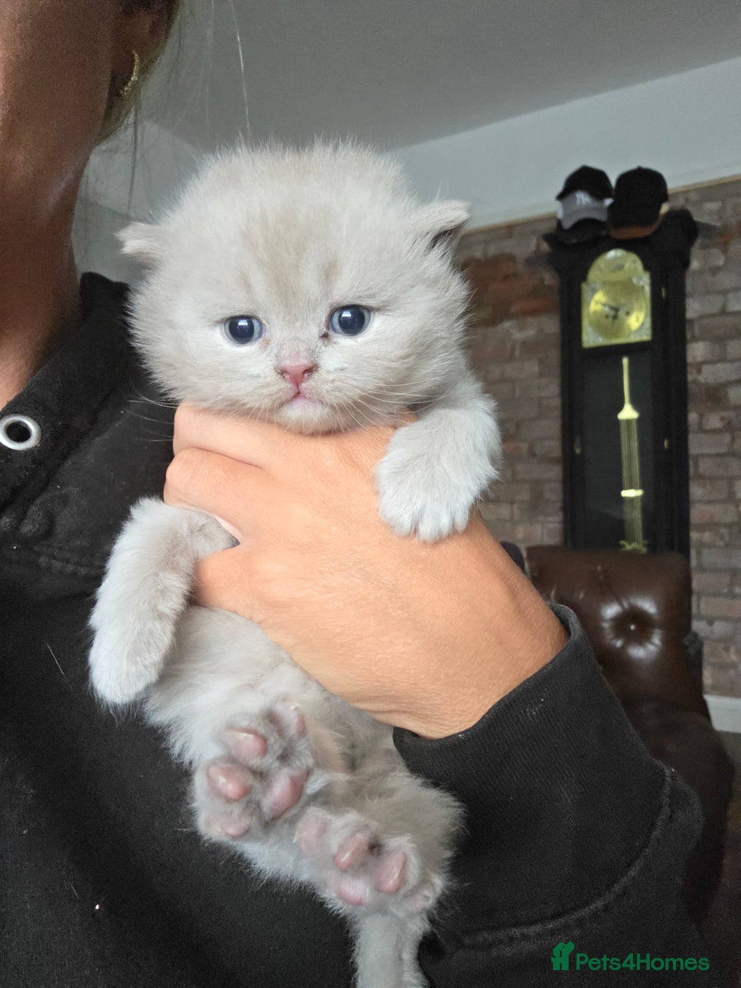 British Shorthair cats for sale: READY Pedigree British shorthair  - Image 10